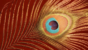 Aesthetic Mor Pankh On A Golden Stem Wallpaper