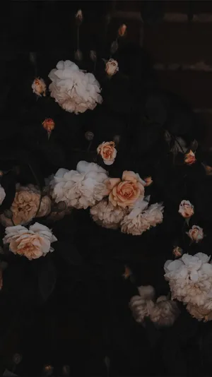 Aesthetic Pale Flowers In Dark Wallpaper