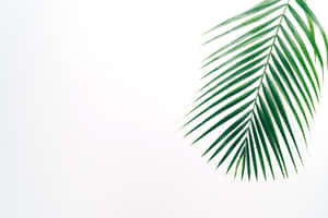 Aesthetic Palm Leaves Minimalist Art Wallpaper