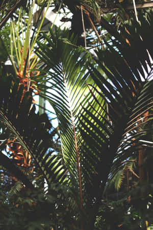 Aesthetic Palm Leaves With Sunlight Wallpaper