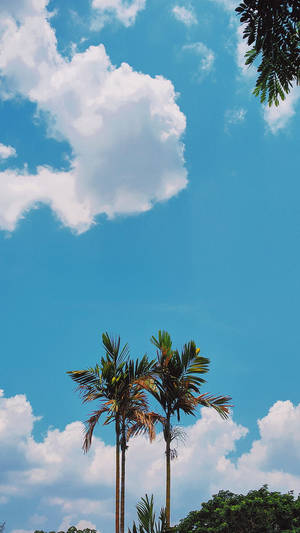 Aesthetic Phone Coconut Trees Wallpaper