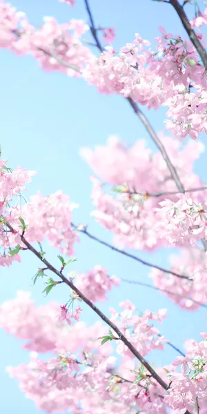 Aesthetic Pink Anime Phone Wallpaper