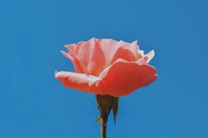 Aesthetic Pink Rose Wallpaper
