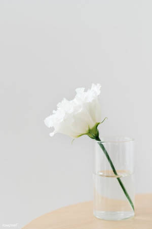 Aesthetic Plain White Flower Glass Wallpaper