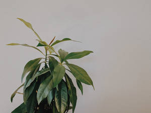 Aesthetic Plant Decor Wallpaper