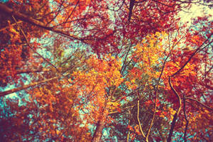 Aesthetic Profile Pictures Autumn Trees Wallpaper
