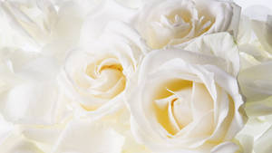 Aesthetic Pure White Roses Wallpaper
