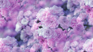 Aesthetic Purple Flower Desktop Wallpaper