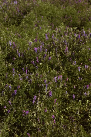 Aesthetic Purple Plant Wallpaper