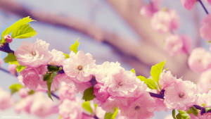 Aesthetic Real Floral Blossoms Wallpaper