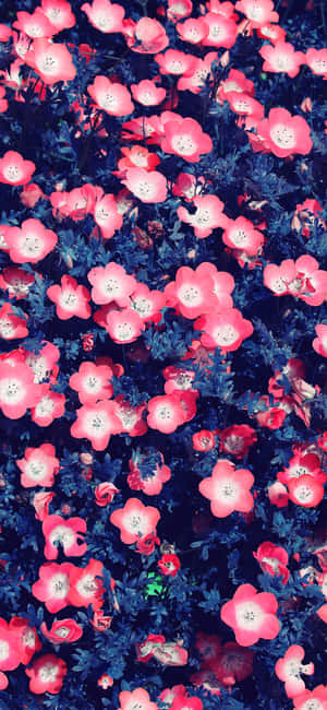 Aesthetic Small Pink Flowers Tumblr Photography Iphone Wallpaper