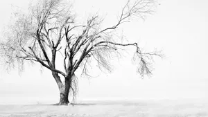 Aesthetic Tree Bright White Background Wallpaper