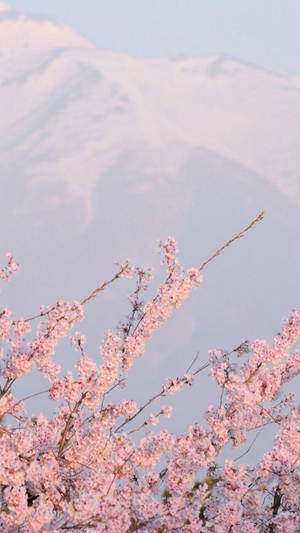 Aesthetic Tumblr Sakura Flowers Wallpaper