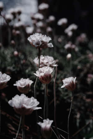 Aesthetic White Flowers In Dark Wallpaper