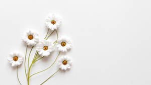 Aesthetic White Lovely Flowers Wallpaper