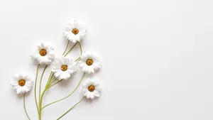Aesthetic White Lovely Flowers Wallpaper
