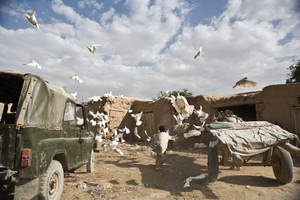 Afghanistan Flock Of Pigeons Wallpaper