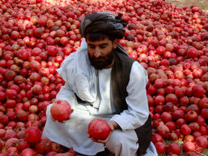 Afghanistan Man With Pomegranates Wallpaper