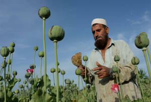 Afghanistan Opium Poppy Farmer Wallpaper