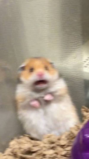 Afraid Hamster Meme Wallpaper
