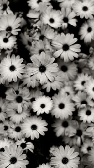 African Beautiful White Flowers Iphone Wallpaper