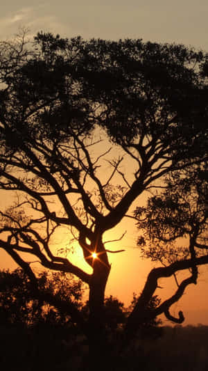 African Big Native Tree Iphone Wallpaper