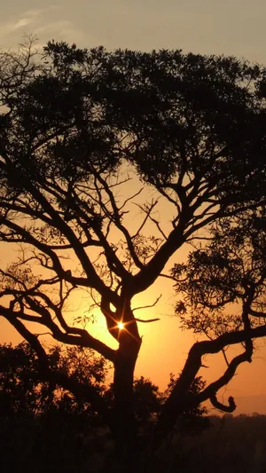 African Big Native Tree Iphone Wallpaper