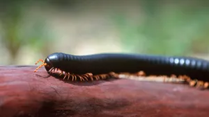 African Black Millipede On The Move Wallpaper
