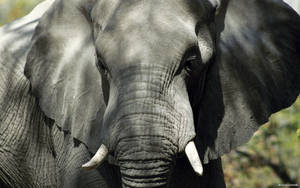 African Bush Elephant Close-up Wallpaper