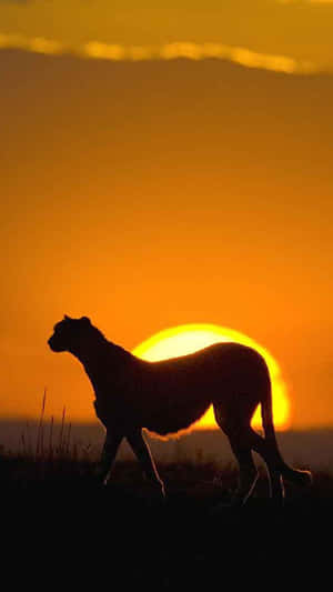 African Cheetah Silhouette Phone Wallpaper