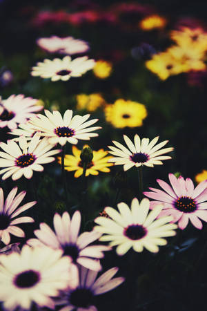 African Colorful Daisies Wallpaper
