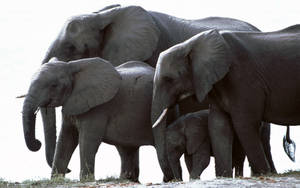 African Elephant Family Wallpaper