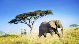 African Elephant In Tanzania Wallpaper