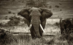 African Elephant Standing In The Shadow Of Its Mother Wallpaper