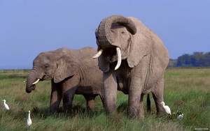 African Elephants During The Day Wallpaper
