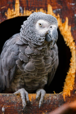 African Grey Parrot On Brown Tree Wallpaper