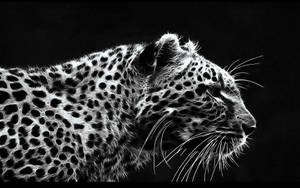 African Leopard Black Hd Desktop Wallpaper