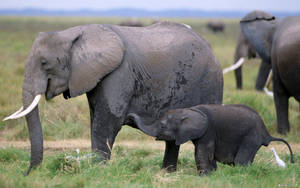 African Mother Elephant With Her Calf Wallpaper