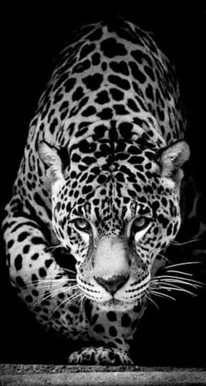 African Native Cheetah Iphone Noir Wallpaper
