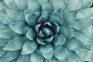 Agave Top View Wallpaper