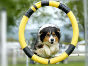 Agility Dog Jumping Through Hoop Wallpaper