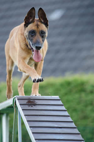 Agility Training Belgian Malinois Dog Wallpaper