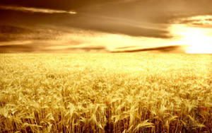 Agriculture Grain Field Wallpaper