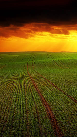 Agriculture Landscape And Sunset Wallpaper