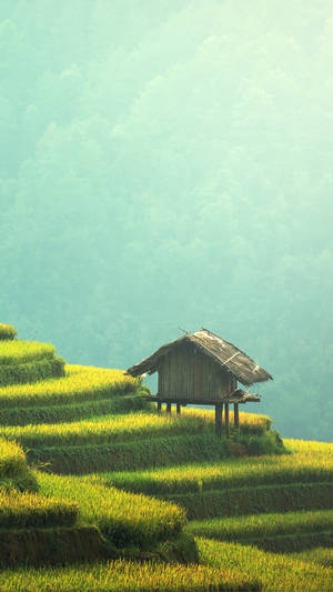 Agriculture Rice Terraces Wallpaper