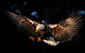 Aguila Bird Landing With Spreading Wings Wallpaper