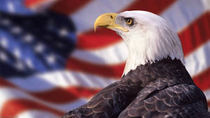 Aguila Bird On Usa Flag Wallpaper