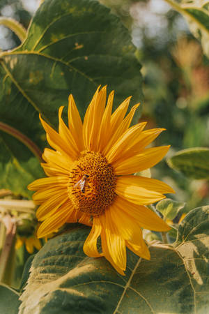 Albania Bee Sunflower Wallpaper