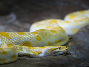 Albino Python Snake Wallpaper