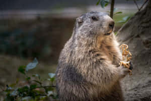 Alert Groundhog Standing Wallpaper